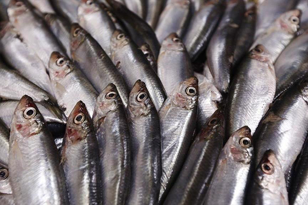 Thị trường cá nổi nhỏ: Hạn ngạch cá thu và cá trích giảm
