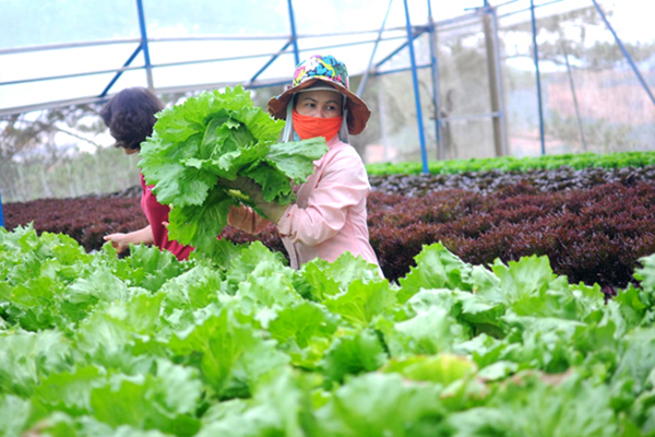 Thừa Thiên Huế bảo đảm an toàn thực phẩm  trong lĩnh vực nông nghiệp năm 2022