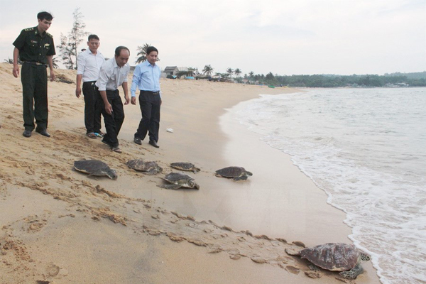 Quảng Ngãi: Thả 6 cá thể rùa biển về tự nhiên