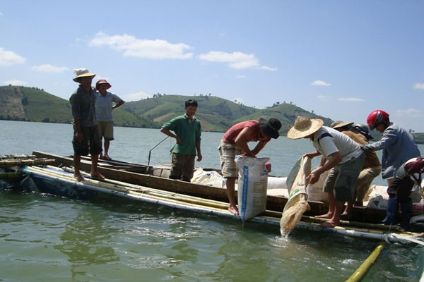 Ninh Thuận: Thả cá giống tái tạo nguồn lợi thủy sản