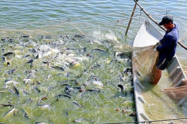 Thái Nguyên: Nâng cao hiệu quả, hiệu lực phòng chống dịch bệnh thủy sản
