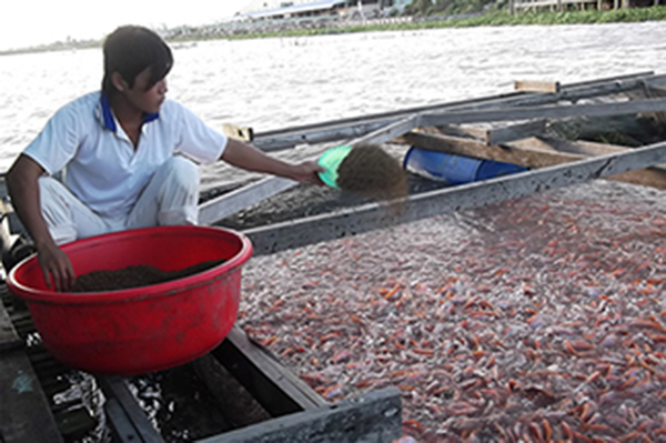 Thái Nguyên Tăng cường phòng, chống một số bệnh nguy hiểm trên thủy sản nuôi