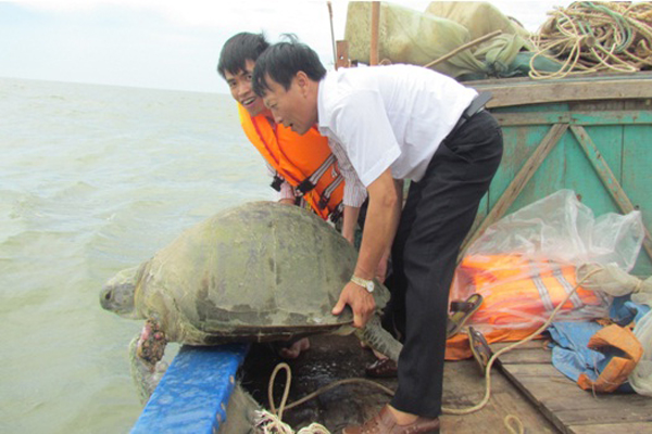 Thả cá thể rùa biển về tự nhiên sau khi được Vườn Quốc gia Xuân Thủy nuôi dưỡng, chăm sóc