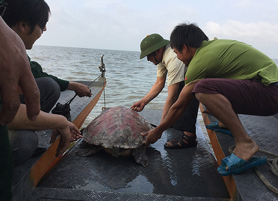 Chi cục Thủy sản Thái Bình cứu hộ rùa biển thả vào môi trường tự nhiên