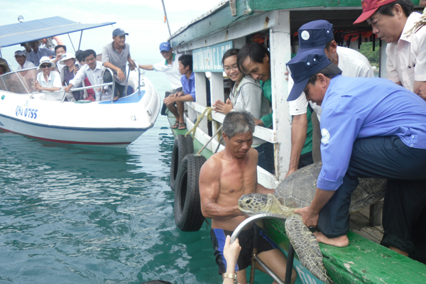 Hội An: Bảo tồn và phục hồi rùa biển tại Cù Lao Chàm