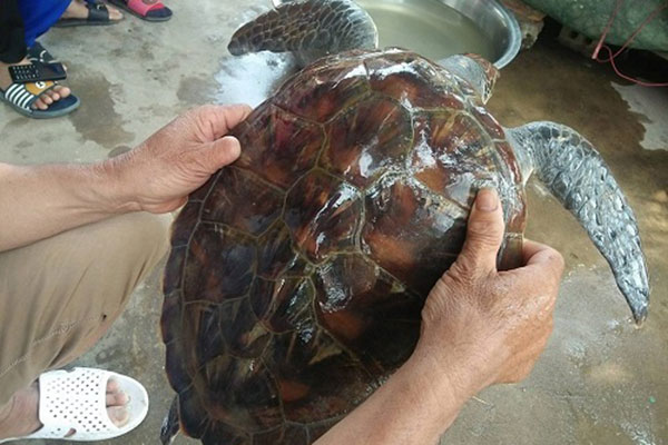 Nghệ An: Thả cá thể rùa quý về biển
