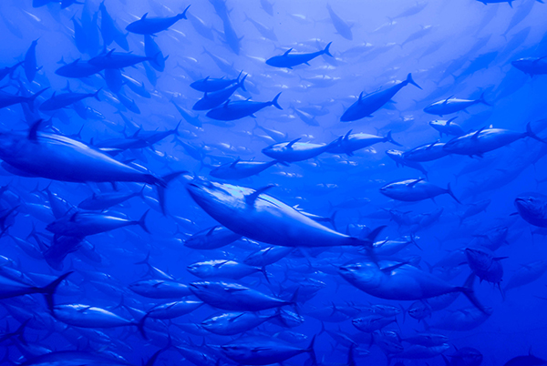 Thị trường cá ngừ không đóng hộp hồi sinh trong khi thị trường cá ngừ đóng hộp và chế biến suy yếu