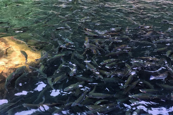 Dự kiến tiêu thụ cá hồi (rainbow trout) toàn cầu năm 2019 đạt 950.000 tấn