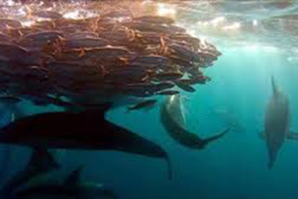 Thông báo của Hoa Kỳ về Mã thuế quan hài hòa (HS) và các nguồn tham khảo