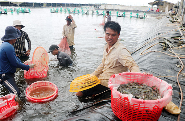 Bến Tre: Sản lượng nuôi tôm biển tăng gấp 7 lần so với cùng kỳ năm 2020