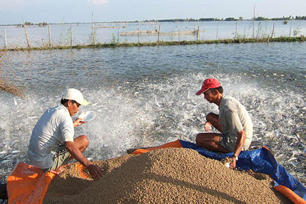 Một số quy định mới về Quản lý thức ăn thủy sản, sản phẩm xử lý môi trường nuôi trồng thủy sản