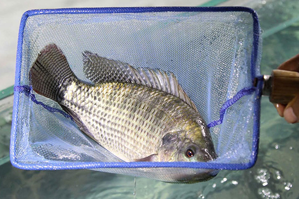 Thương mại cá rô phi toàn cầu giảm