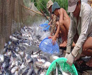 Expectation of tra fish industry in the new year