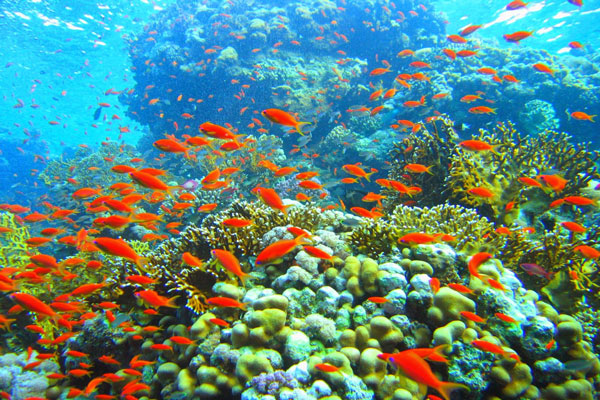 Tác động ấm lên của đại dương đến sự phân bố của thủy sinh vật