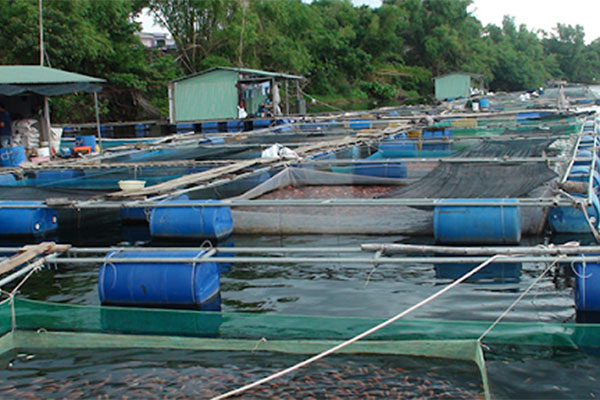 Tiền Giang: Tăng cường quản lý nuôi cá lồng, bè thời điểm giao mùa