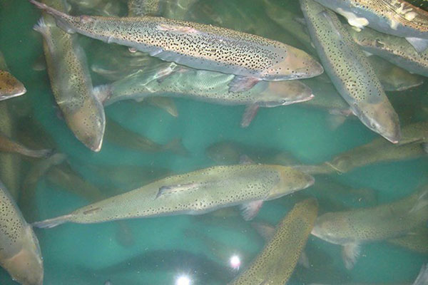 Mỹ yêu cầu tiêu hủy 800.000 con cá hồi con do virus