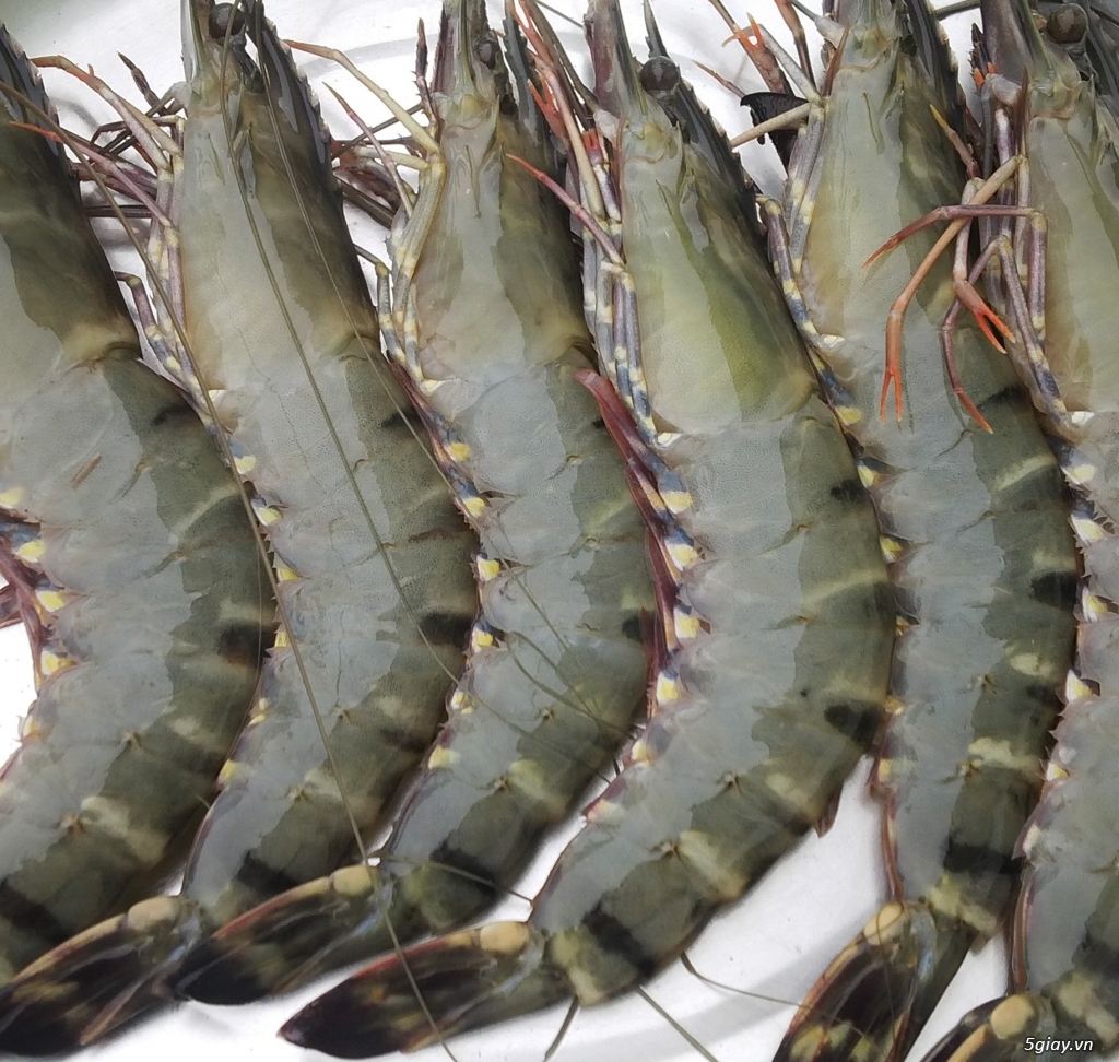 Boosting shrimp exports to Canada thanks to CPTPP