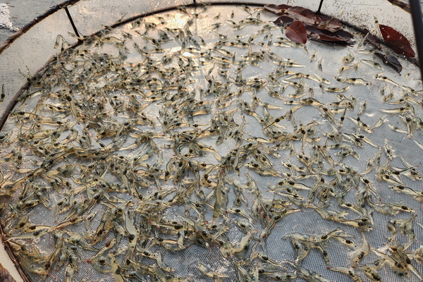 Soc Trang - Improving Shrimp Seed Quality