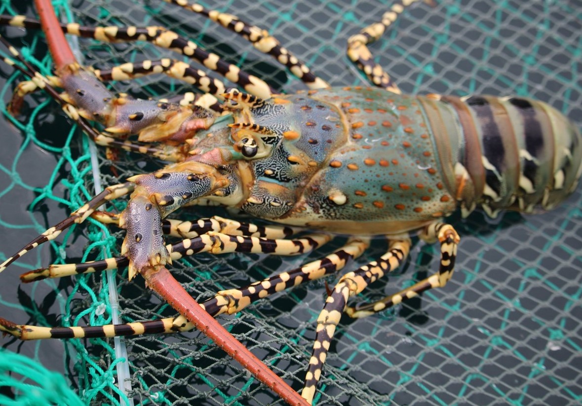 Phu Yen Province: Sustainable development solutions for Lobster farming