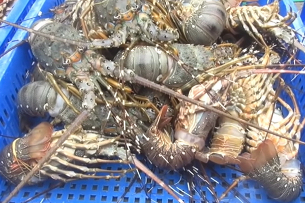 Phú Yên: tôm hùm, cá nuôi lại chết hàng loạt
