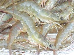 To develop Viet Nam's brackish shrimp industry to 2030