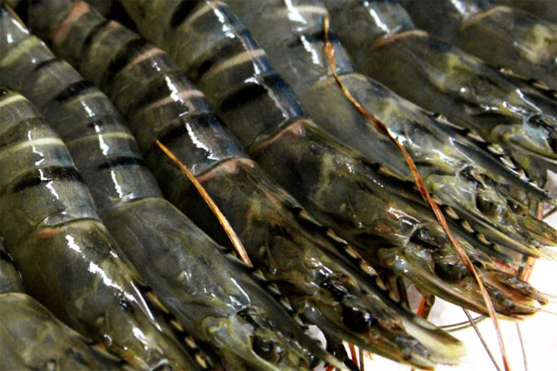 Increasing competitive advantage by black tiger shrimp
