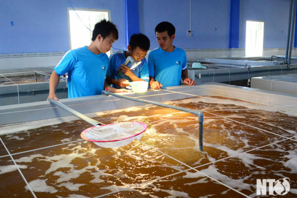 Ninh Thuận: Tăng cường công tác quản lý tôm giống các tháng cuối năm