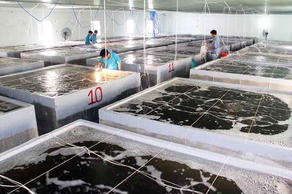 Hà Tĩnh: giải pháp phát triển giống thủy sản trên địa bàn tỉnh