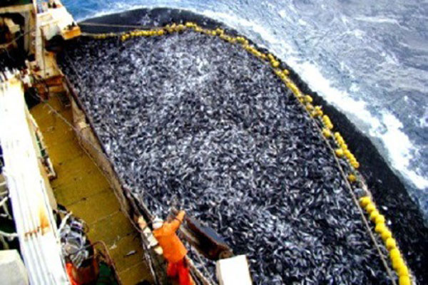 Ngành đánh bắt cá của Scotland ứng phó với thách thức biến đổi khí hậu