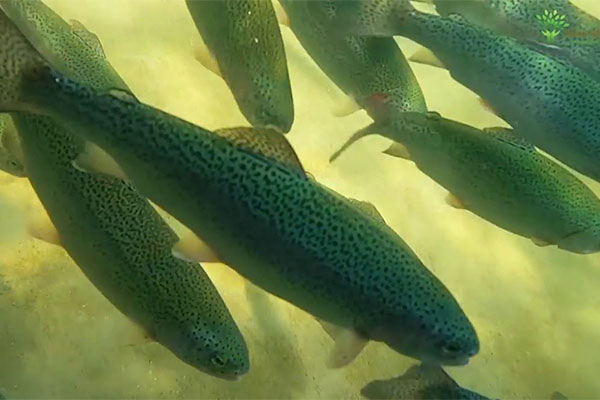 Nghiên cứu cho thấy sự gia tăng đáng kể ADN gây bệnh xung quanh các trang trại nuôi cá hồi