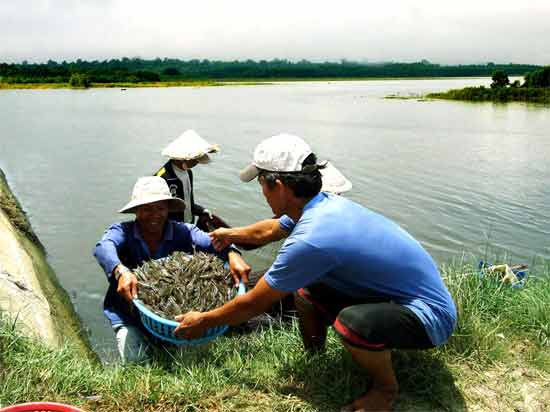 Ca Mau continues to develop the model offorest combined with ecological shrimp farming