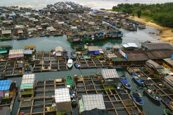 Dữ liệu về mức tiêu thụ thức ăn nuôi trồng thủy sản cho thấy ngành nuôi trồng thủy sản của Trung Quốc đang phát triển