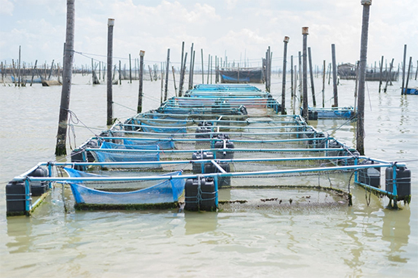 06 giải pháp trong Kế hoạch hành động thực hiện Chiến lược Phát triển thủy sản Việt Nam