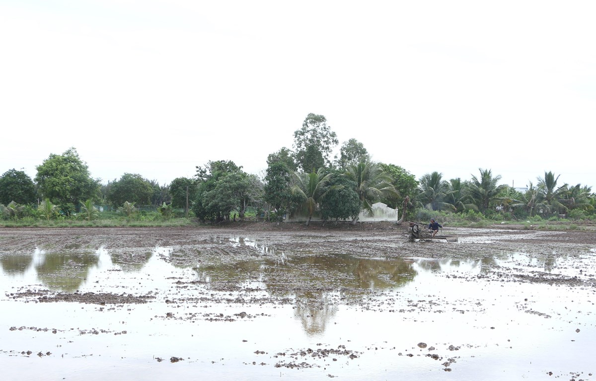 Đồng bằng sông Cửu Long: Chủ động ứng phó nguy cơ hạn hán, xâm nhập mặn mùa khô 2020-2021
