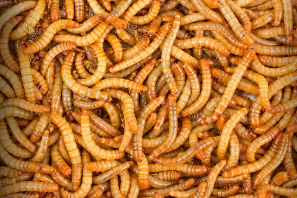 Uỷ ban Châu Âu cho phép sản xuất thức ăn thủy sản từ côn trùng