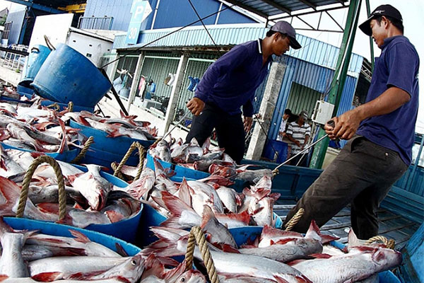 Kiểm soát An toàn thực phẩm tại công đoạn Vận chuyển cá và các sản phẩm cá bộ Siluriformes đến Cơ sở chế biến