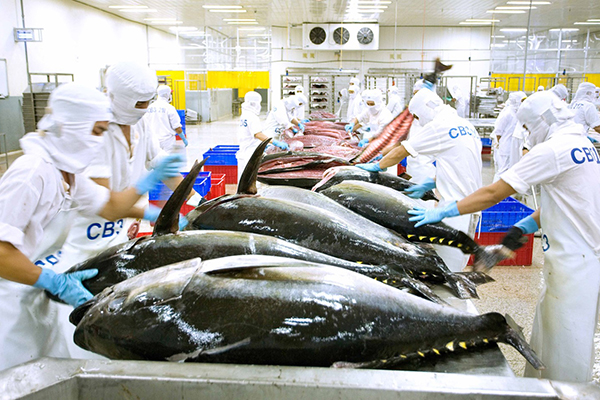 Vì sao xuất khẩu cá ngừ tháng 8/2022 tăng mạnh