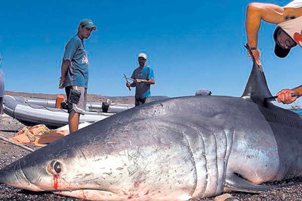 Vương quốc Anh cấm buôn bán trái phép các sản phẩm từ cá mập