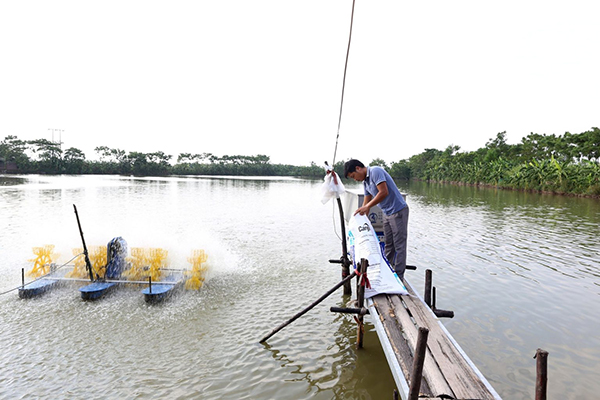Vĩnh Phúc: Chủ động phòng, chống hiệu quả các dịch bệnh ở thủy sản