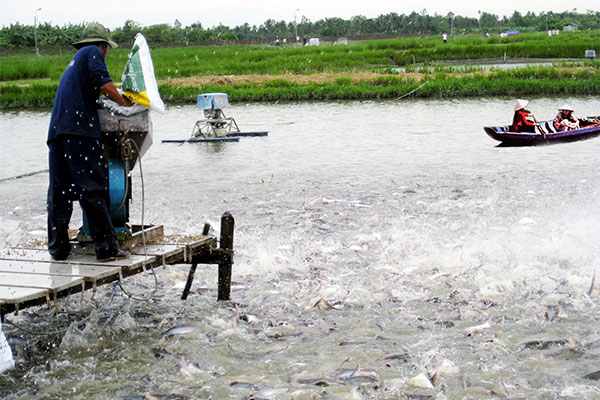 Vĩnh Long: Sản lượng nuôi trồng thủy sản toàn tỉnh 08 tháng đầu năm đạt 66.689,8 tấn