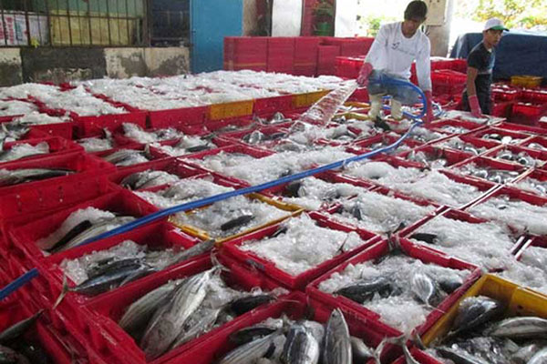 Quảng Bình: Xử lý dứt điểm vấn đề các lô hàng thủy sản bị cảnh báo các chỉ tiêu an toàn thực phẩm