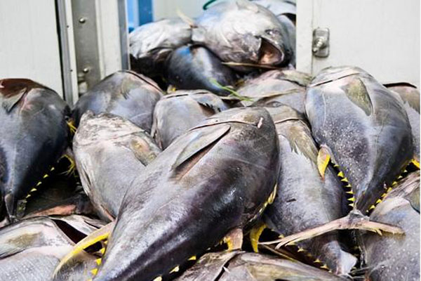 Opagac, WWF kêu gọi quản lý tập trung và minh bạch hơn về cá ngừ đại dương