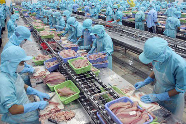 Export of Vietnam’s squid and octopus in July 2020 decreased by 3.2%