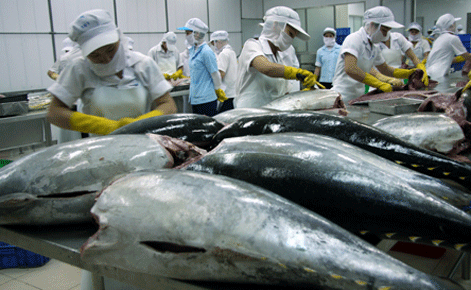 Tình hình chế biến xuất khẩu cá ngừ tháng 2/2016