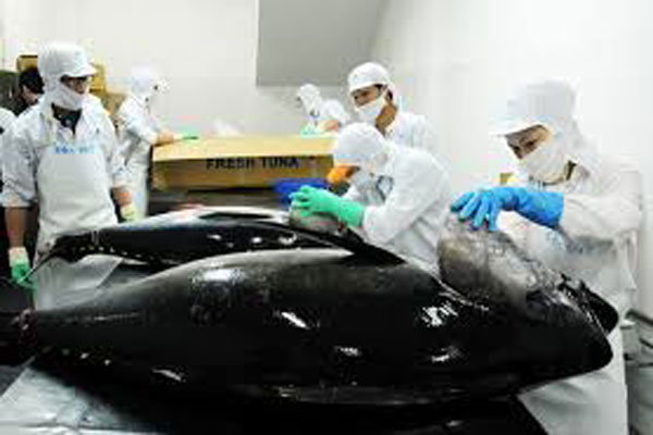 Xuất khẩu cá ngừ của Ecuador được hưởng lợi từ Hiệp định với EU