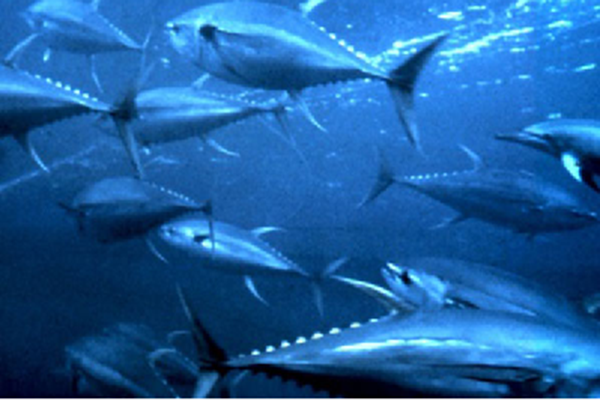 Ủy ban Nghề cá Tây và Trung Thái Bình Dương - Phiên họp thường kỳ lần thứ 19